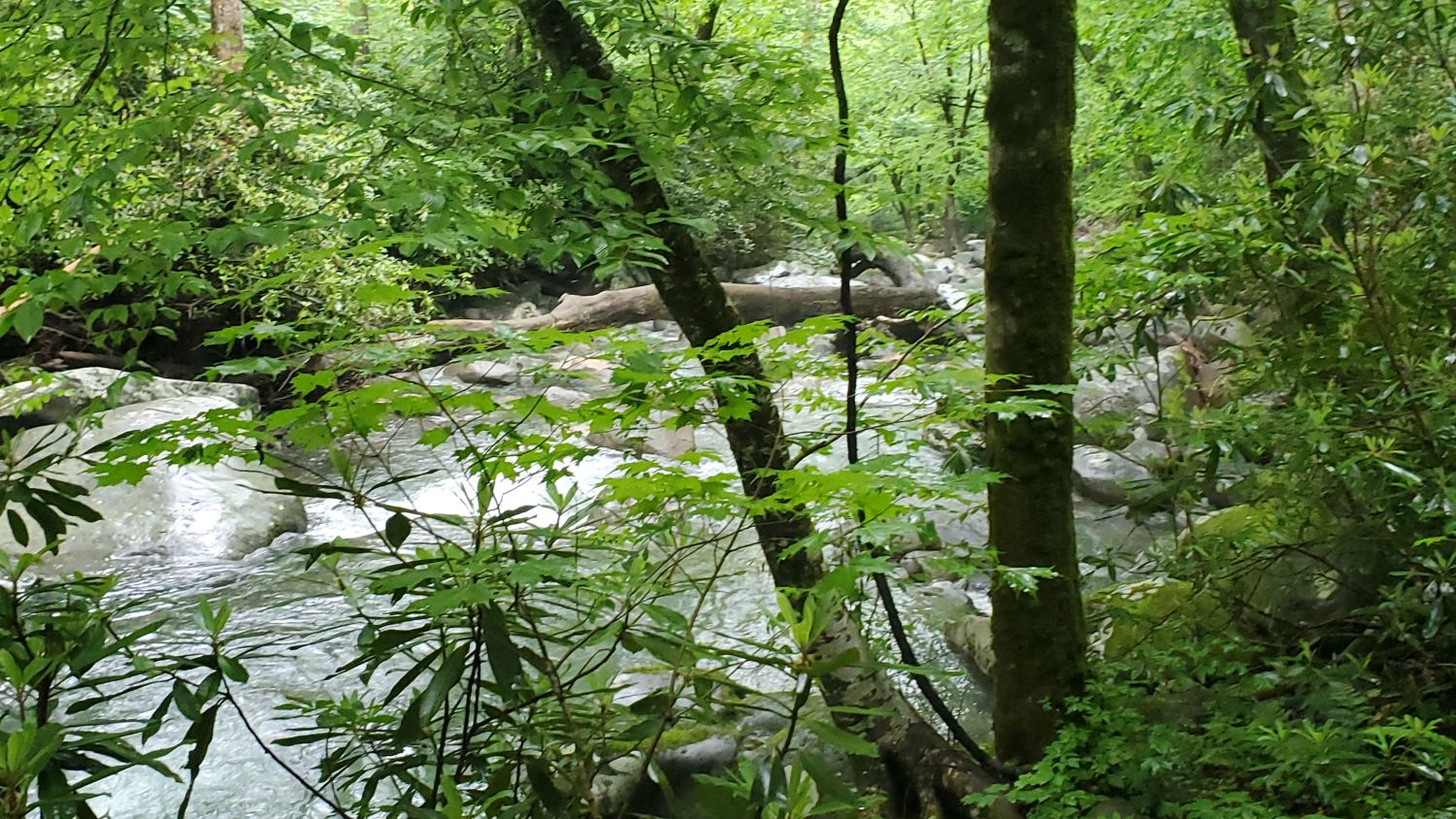 Porters Creek to Fern Falls 